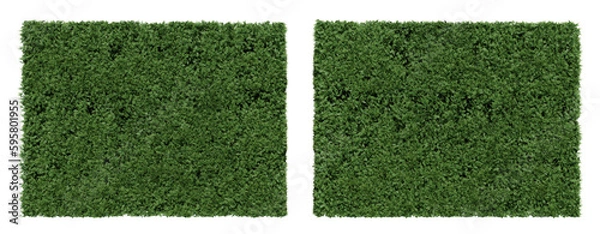 Obraz tree hedge thuja