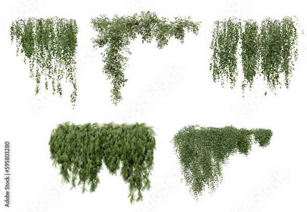 Obraz Ivy on a transparent background