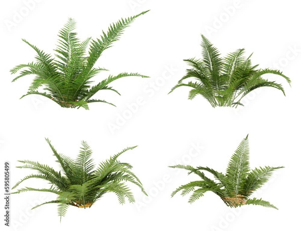 Obraz fern on a transparent background