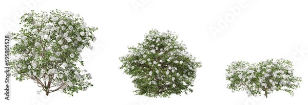 Obraz shrubs on a transparent background