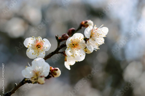 Fototapeta 白い梅の花