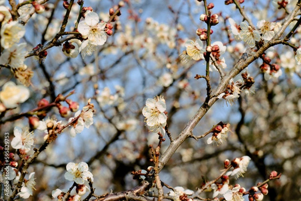 Fototapeta 白い梅の花