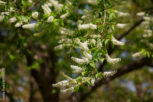 Obraz ウワズミザクラ