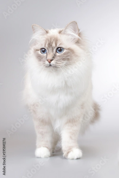 Fototapeta Portrait of female Birma cat on background in studio