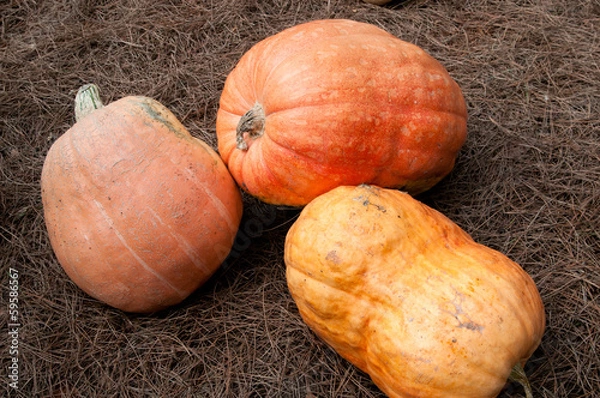 Obraz 3 Calabazas sobre paja