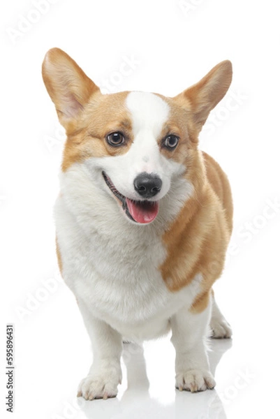 Obraz Corgi dog shot indoors against white background, white background image, closeup shot