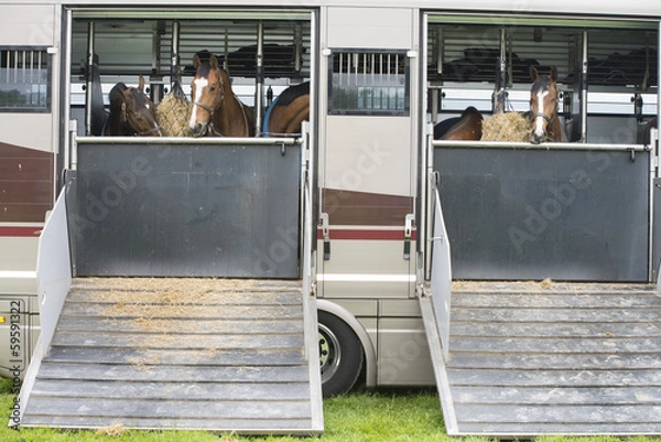 Obraz horses in a trailer