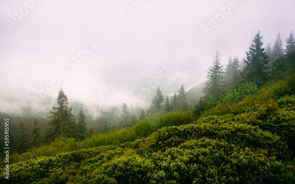 Fototapeta Amazing panoramic landscape mountain forests covering with a lot of fog after rain.