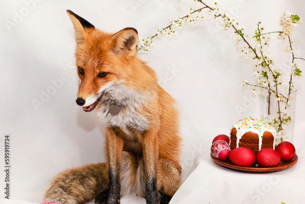 Obraz Red fox, Easter cake and Easter eggs