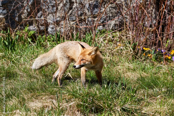 Obraz red fox in the wild