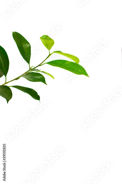 Fototapeta ガジュマルの葉