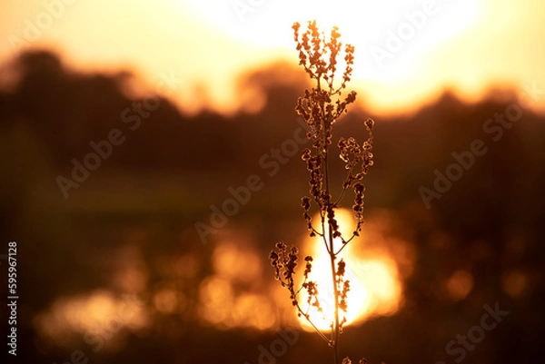 Obraz Close-up of silhouette of a dry field plant against sunset sky and landscape with river