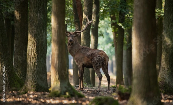 Fototapeta The European Red Deer (Cervus elaphus) in the wild in a forest in the Lusatian Mountains in the Czech Republic.