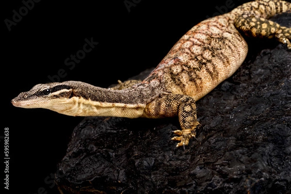 Obraz Kimberley rock monitor (Varanus glauerti)