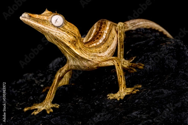 Obraz Lined leaf-tailed gecko (Uroplatus lineatus)