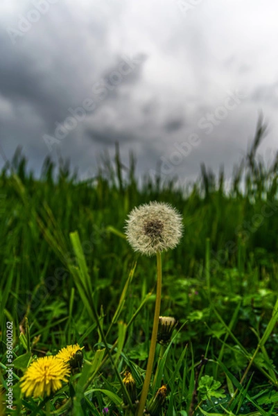 Fototapeta Löwenzahn