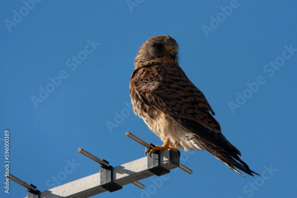 Fototapeta common kestrel looking out for prey