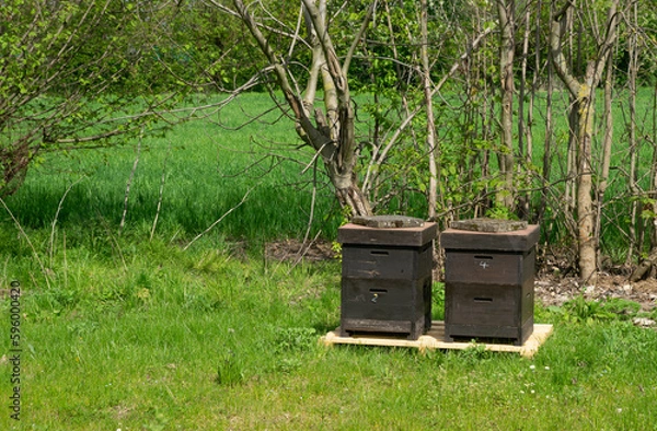 Fototapeta Bienenvolk