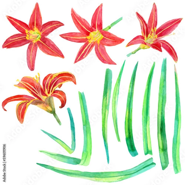 Obraz Set of Hemerocallis Fulva