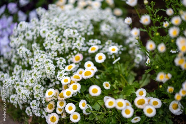 Obraz 港の見える丘公園に咲く白い花