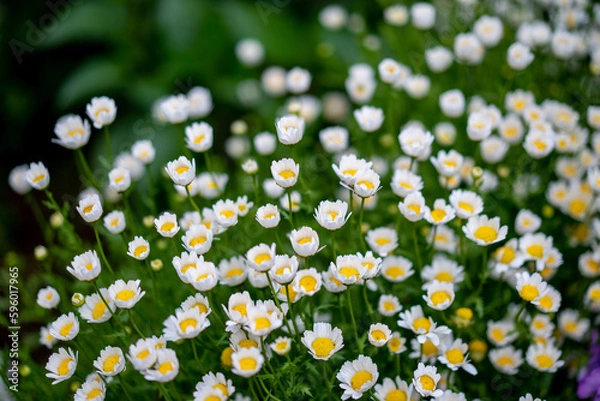 Fototapeta 港の見える丘公園に咲く白い花