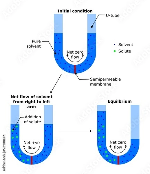 Fototapeta osmotic pressure osmosis reverse solvent solute solution net flow particle semipermeable membrane manometer diagram physics physical chemistry