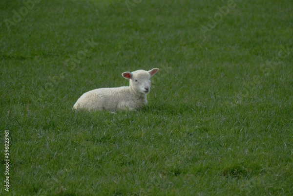 Fototapeta Sheep in the fields