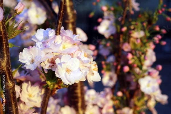 Fototapeta cherry blossoms in the sunset