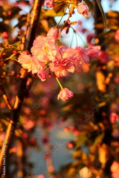 Obraz cherry blossoms in the sunset