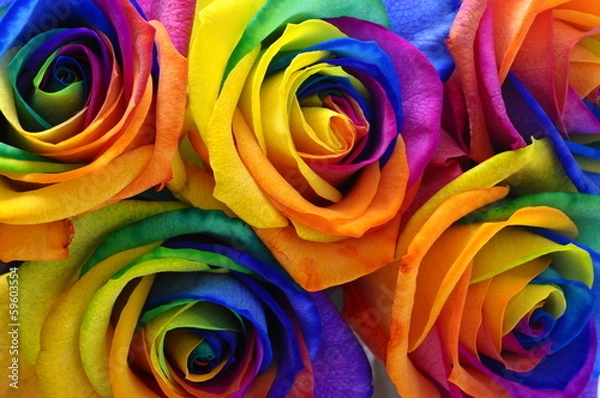 Fototapeta Rainbow rose or happy flower