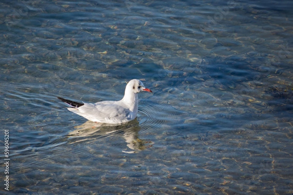 Fototapeta black headed gull
