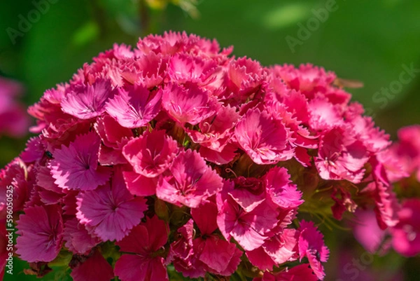 Obraz pink and white flower