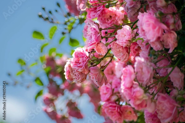 Obraz pink cherry blossom