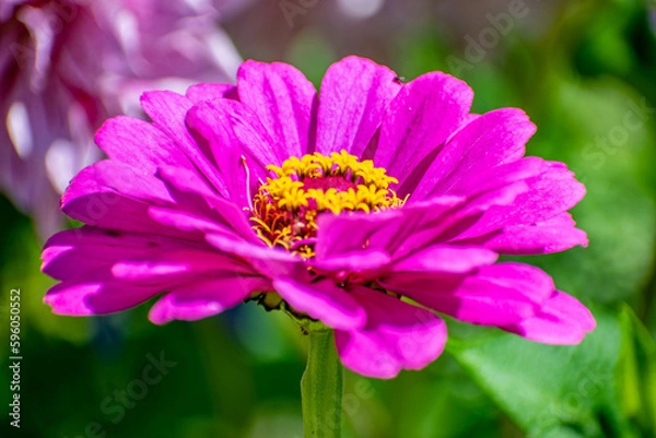 Obraz pink cosmos flower