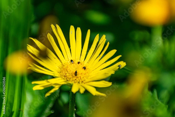 Obraz yellow dandelion flower