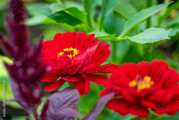 Fototapeta red hibiscus flower