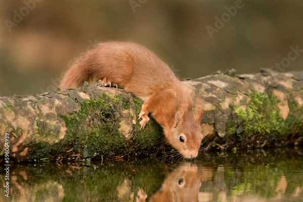 Obraz Red Squirrel (Sciurus vulgaris) - Drinking