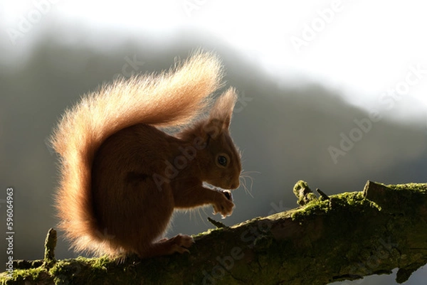 Obraz Red Squirrel (Sciurus vulgaris) - Backlit	