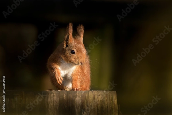 Obraz Red Squirrel (Sciurus vulgaris)	