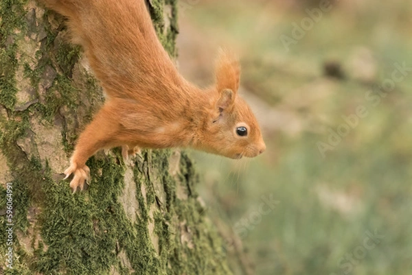 Obraz Red Squirrel (Sciurus vulgaris) on Tree Trunk