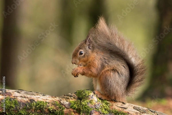 Obraz Red Squirrel (Sciurus vulgaris)	