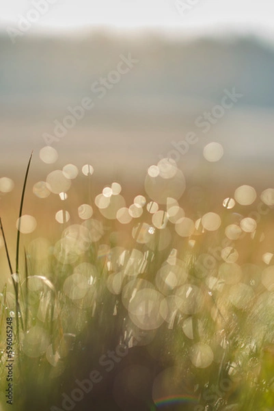 Fototapeta Greenboket