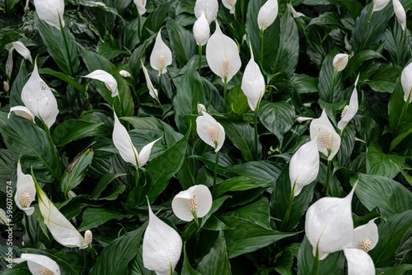 Obraz White Peace lily