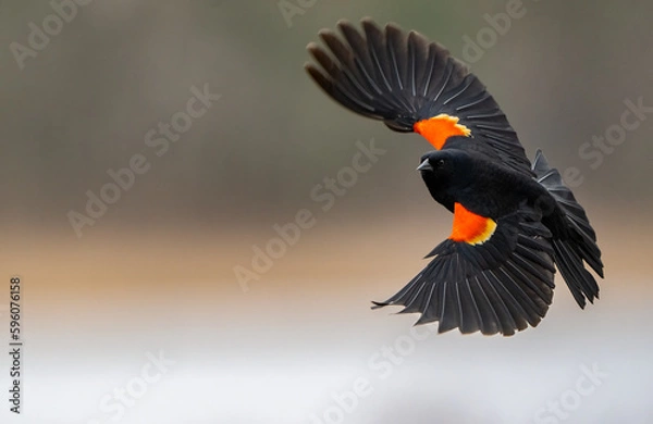 Obraz Red Wing Black Bird in Swamp During Spring