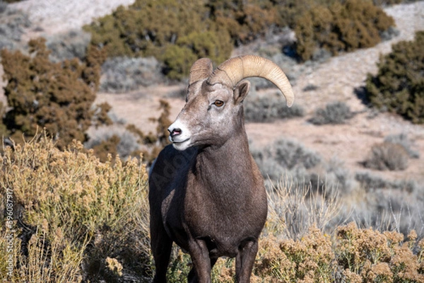 Obraz Bighorn Sheep