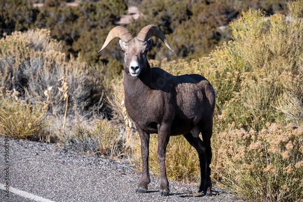 Obraz bighorn sheep