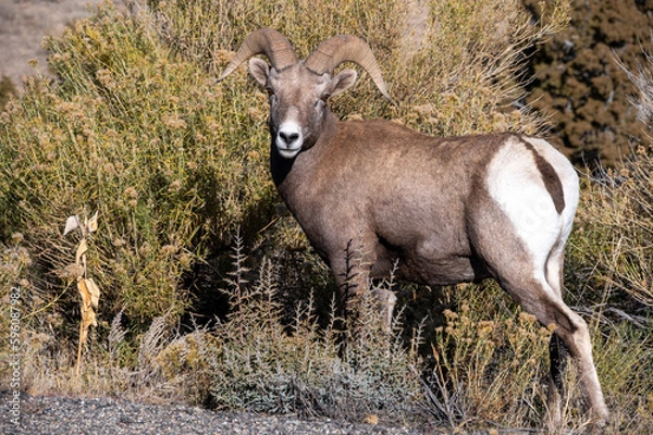 Obraz Bighorn sheep