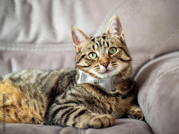 Fototapeta Cute and stylish tabby cat with silver bow tie on a couch. Beautiful pet at home with simple decoration.