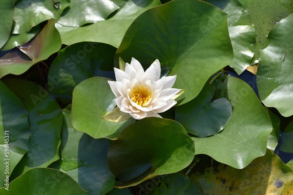 Fototapeta 白く咲いたハスの花