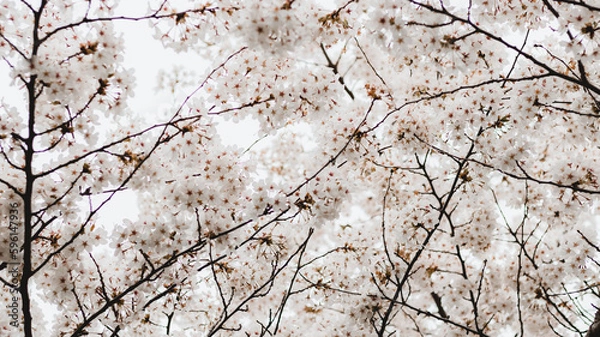 Obraz Cherry Blossoms